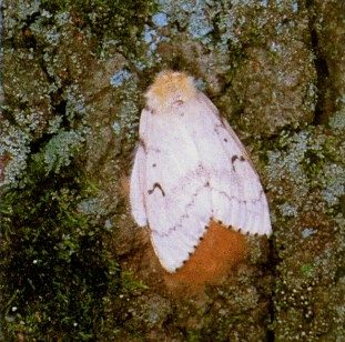 Adult female gypsy moth