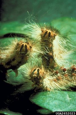 Gypsy moth larva
