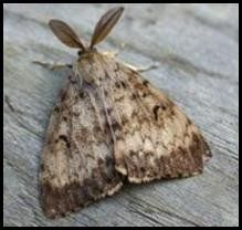 Adult male gypsy moth