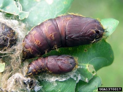 Gypsy moth pupa