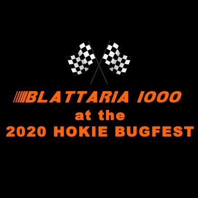 blattaria 1000