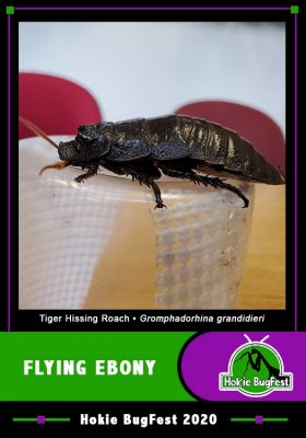 flying ebony trading card