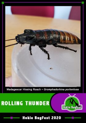 rolling thunder trading card