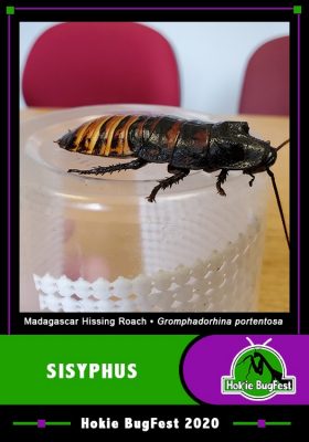 Sisyphus trading card