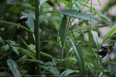 Bumblebees Photo by Terrell Worrell
