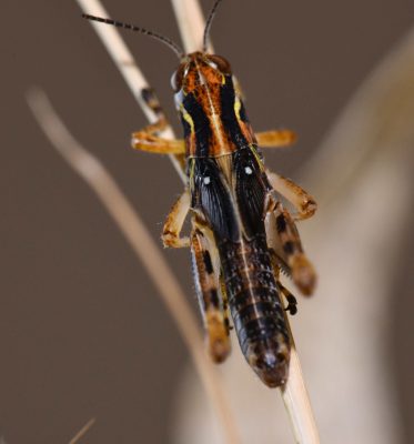 Melanoplus grasshopper