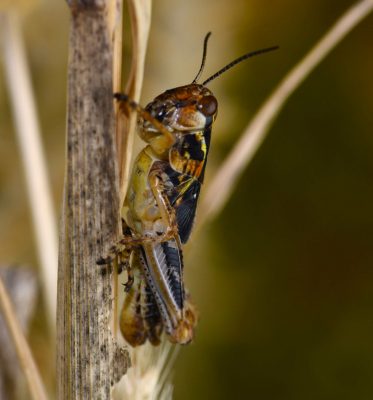 Melanoplus grasshopper