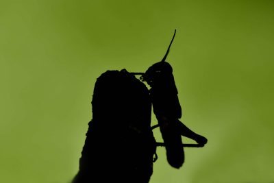 Melanoplus grasshopper