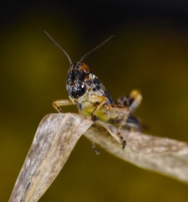 Melanoplus grasshopper