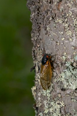 Cicada Brood IX portrait