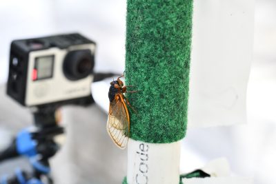 Cicada Brood IX Josh climbing experiment