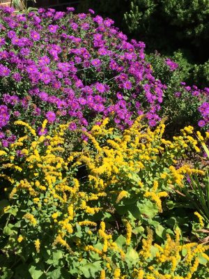 Purple aster and goldenrod
