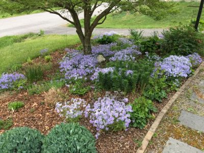 Native/non-native pollinator garden