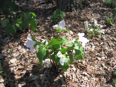 Native pollinator garden