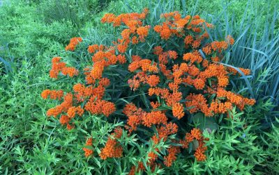 Butterfly weed