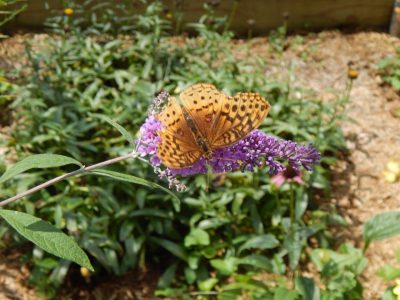 Butterfly on butterfly bush