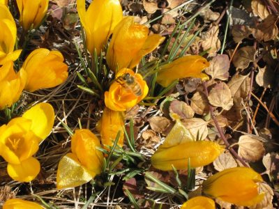 Honey bees on crocus