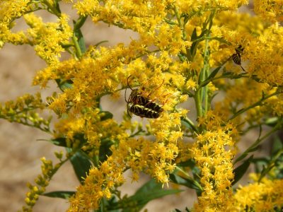 Beetles on goldenrod