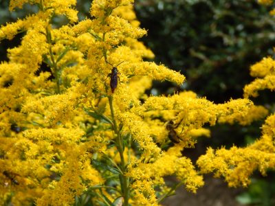 Wasp on goldenrod