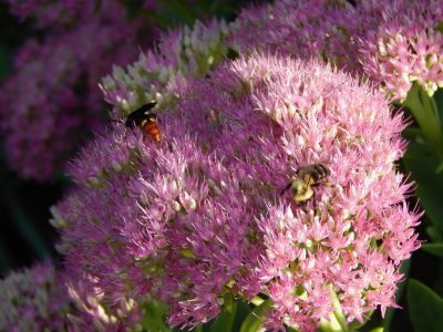 Bee/wasp on non-native sedum