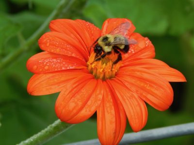 Bee on non-native tithonia