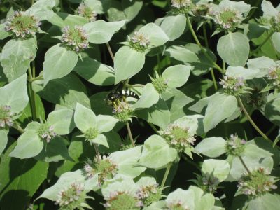 Wasp on hoary mountain mint
