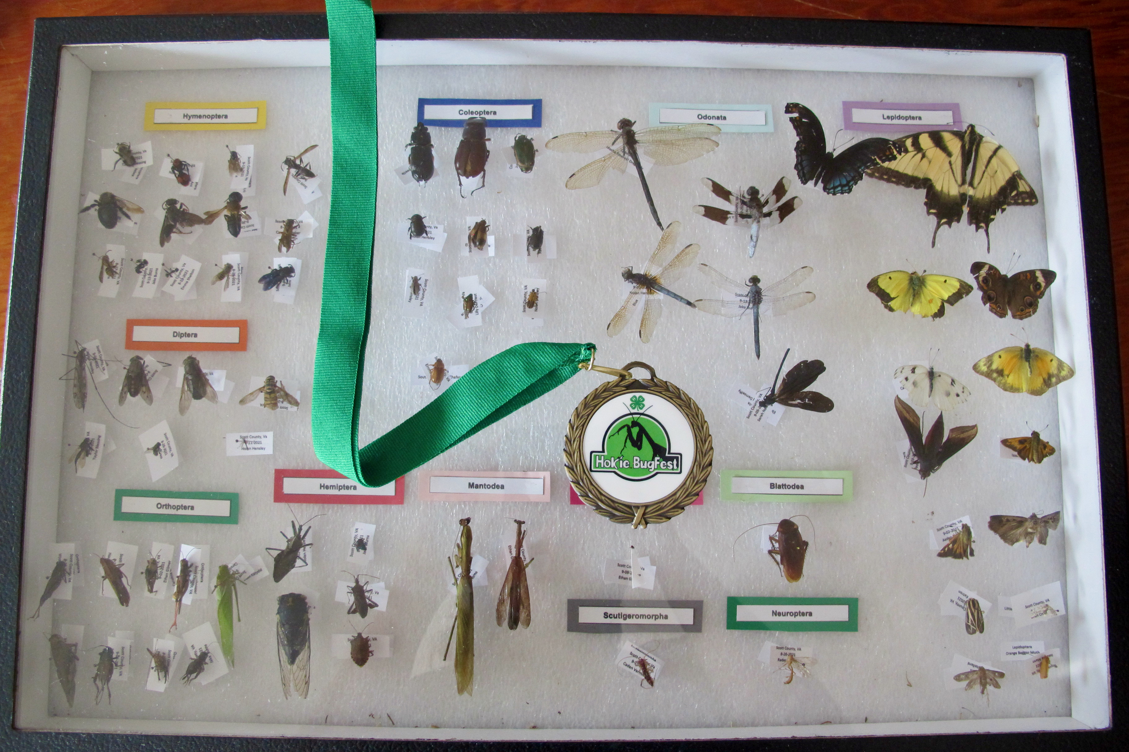 4-H Insect Collection Contest Winner at the 2021 Hokie BugFest.