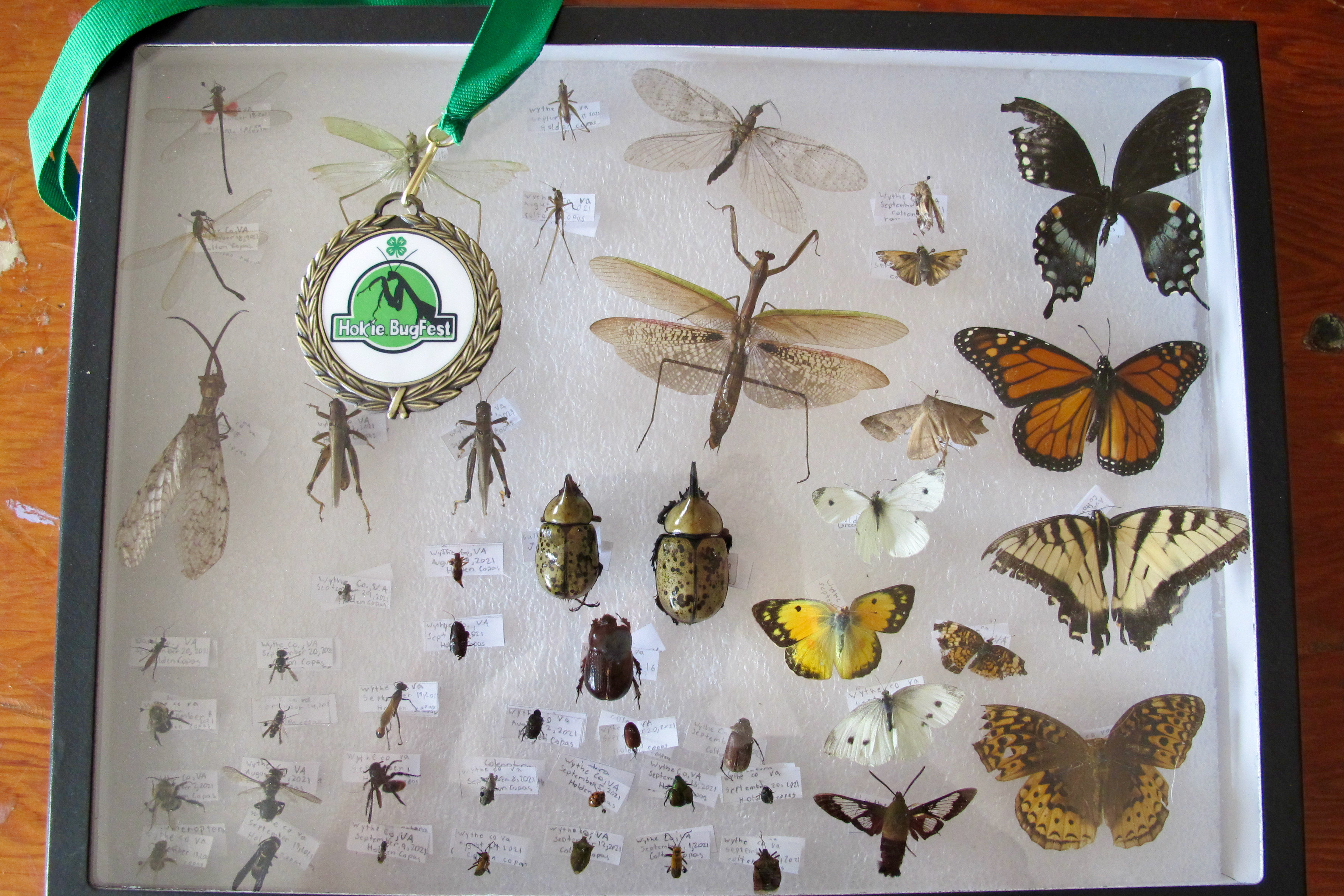 4-H Insect Collection Contest Winner at the 2021 Hokie BugFest.