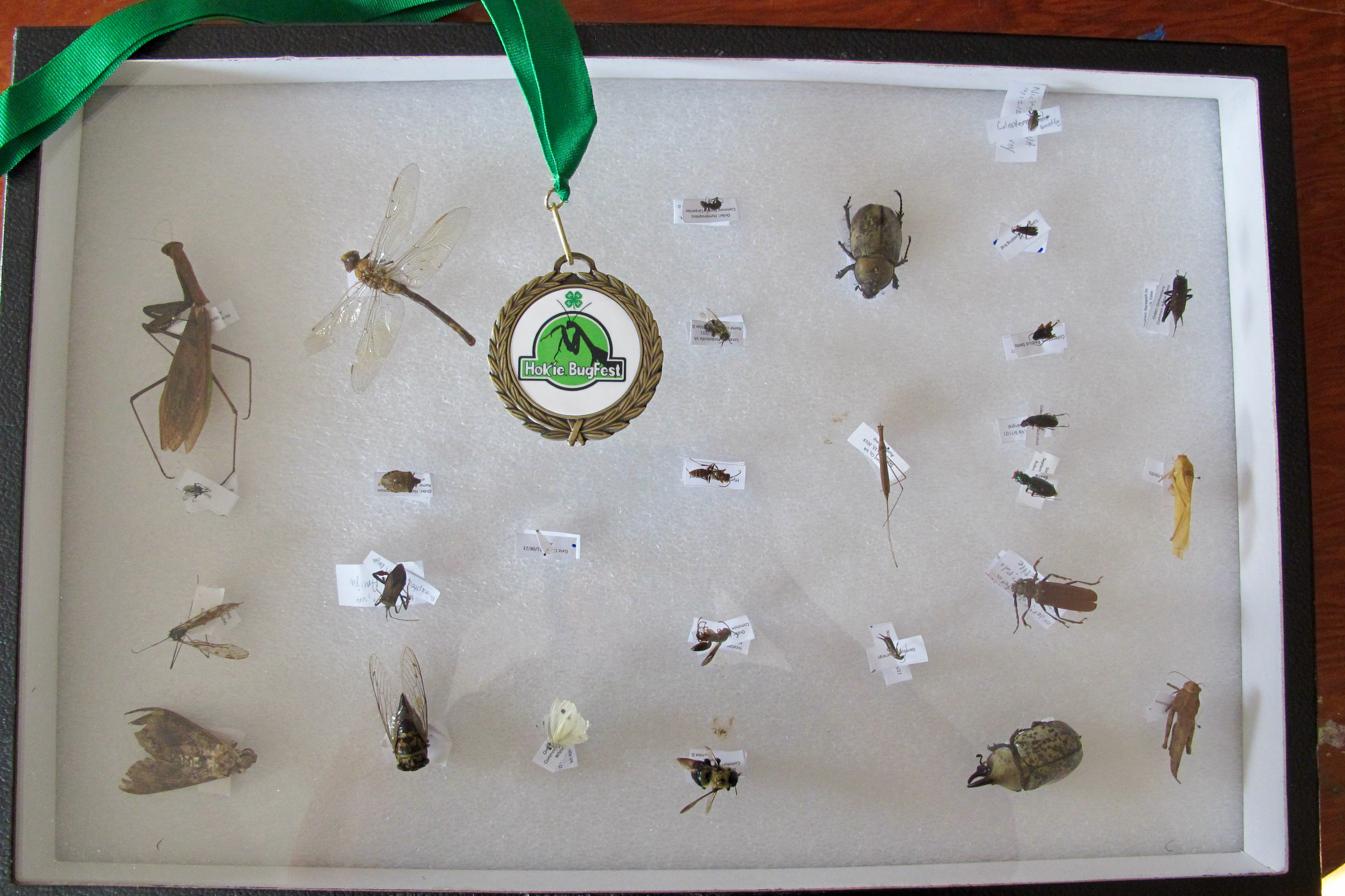 4-H Insect Collection Contest Winner at the 2021 Hokie BugFest.