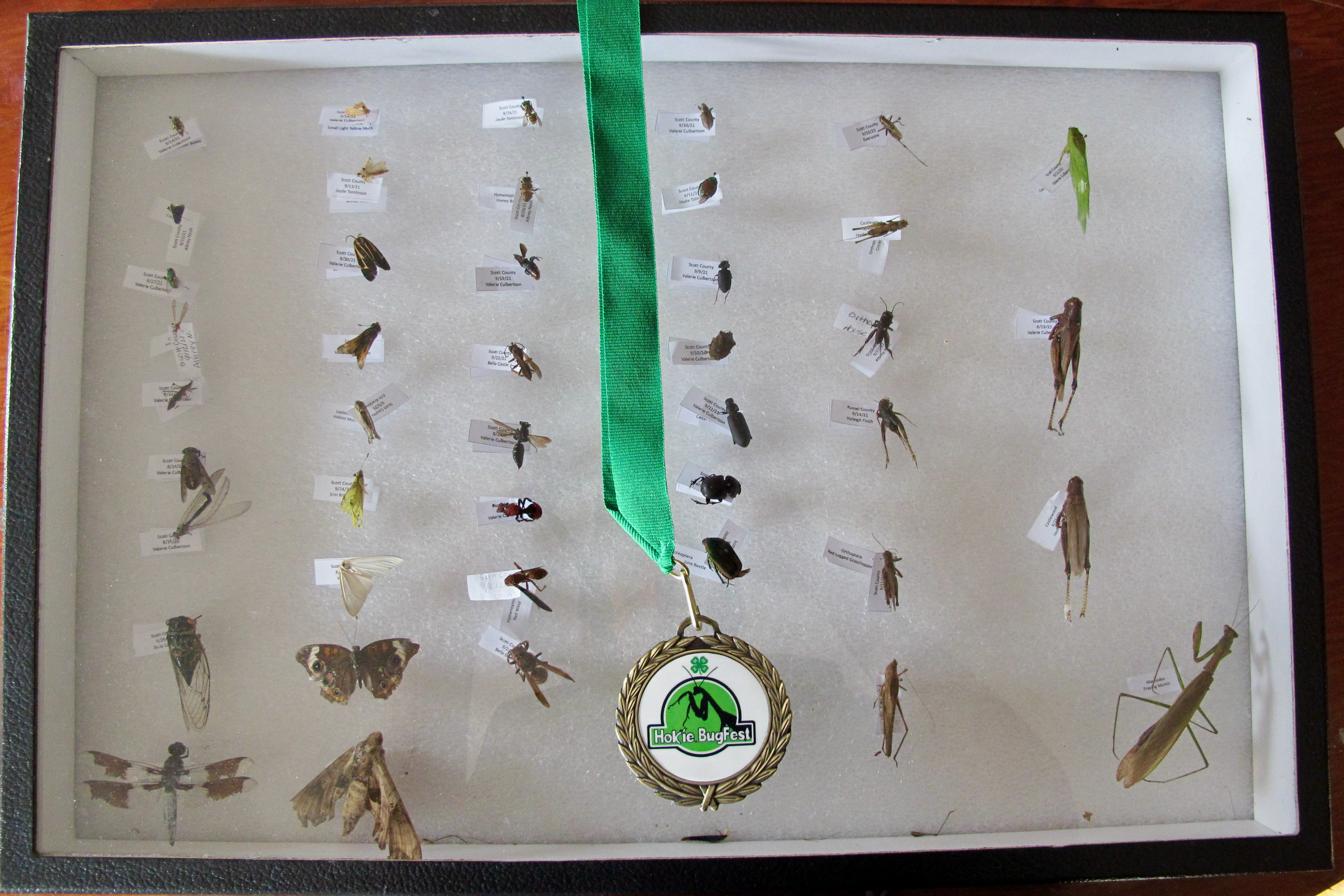 4-H Insect Collection Contest Winner at the 2021 Hokie BugFest.