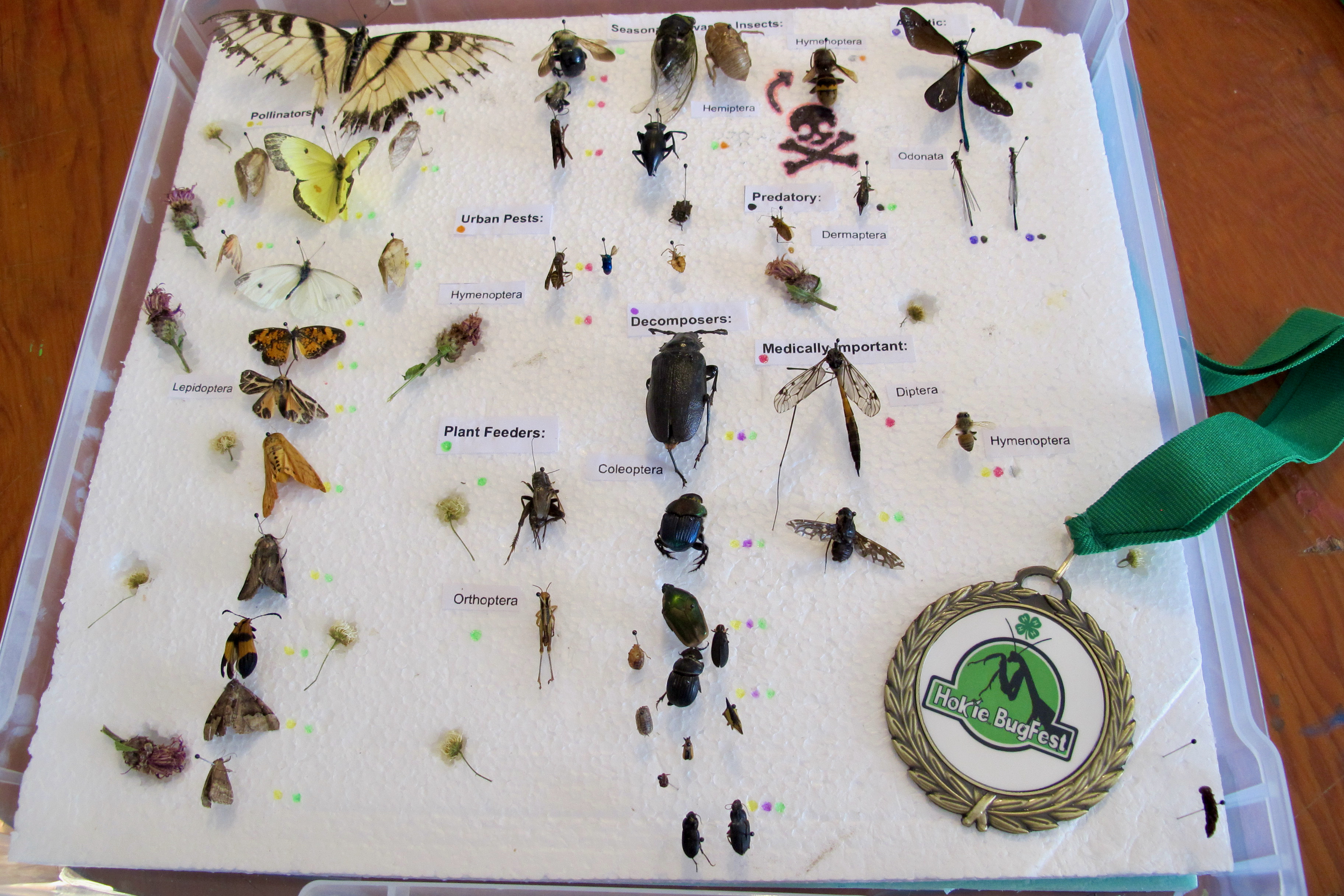 4-H Insect Collection Contest Winner at the 2021 Hokie BugFest.