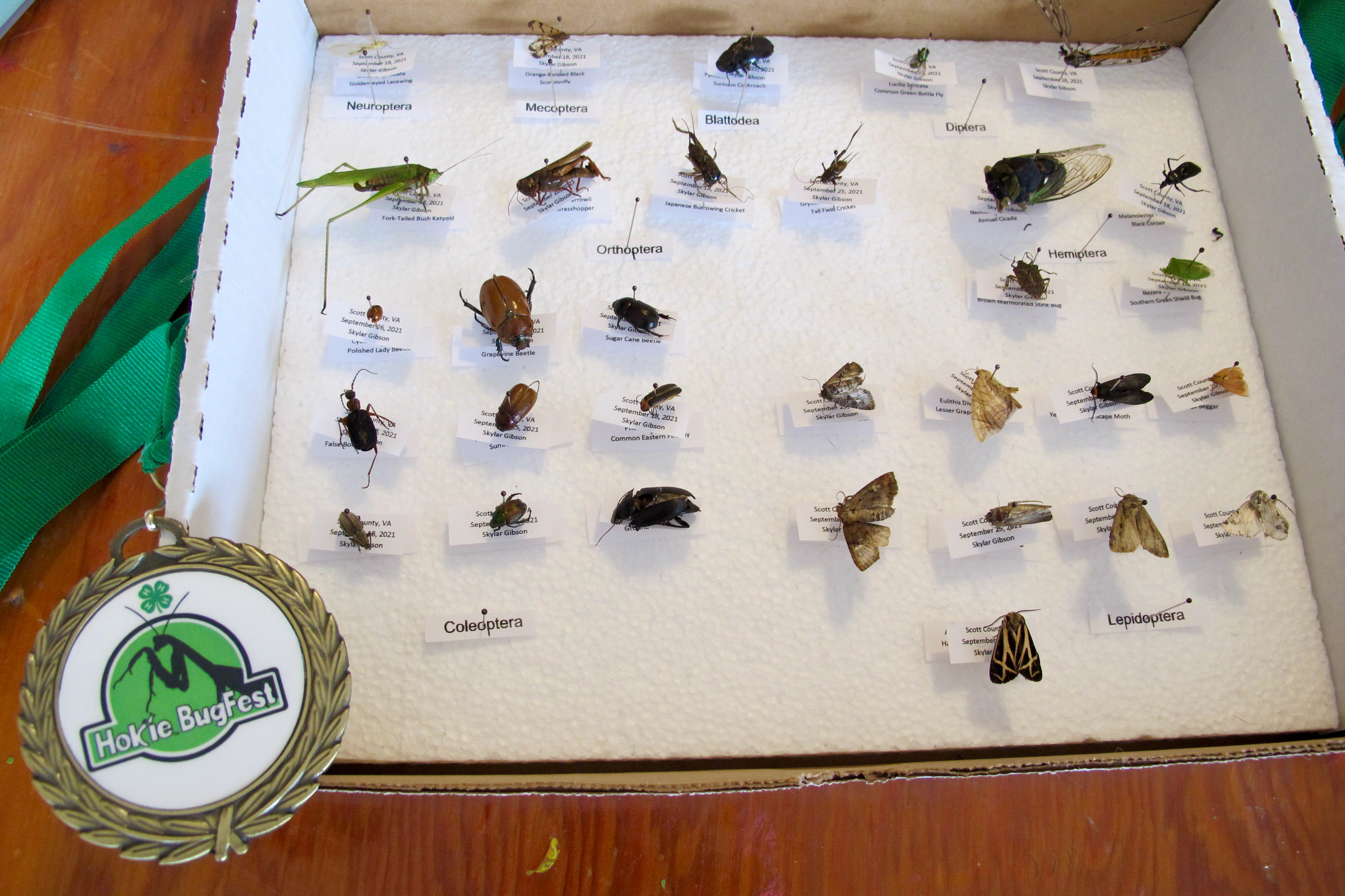 4-H Insect Collection Contest Winner at the 2021 Hokie BugFest.