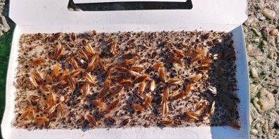 Adult and nymph German cockroaches trapped on a sticky trap.
