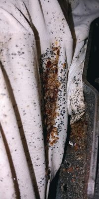 Bed bug adults, nymphs, and shed skins aggregating on a mattress.