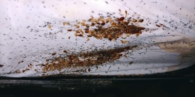 Bed bug aggregations on a mattress.