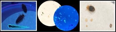 Current research - Blacklight and gas chromatography reveal novel quantity and composition of bed bug fecal spots.