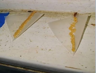 German cockroaches consuming gel bait off a wax paper square.