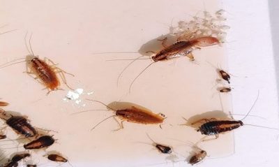 German cockroaches of different life stages.