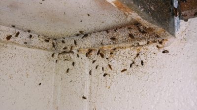 German cockroaches under a kitchen cabinet.