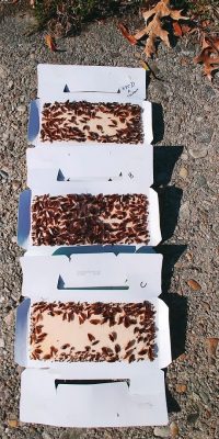 Overnight trap-catch of German cockroaches on three Lo-line sticky traps.