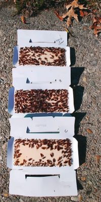 Overnight trap-catch of German cockroaches on three Lo-line sticky traps.