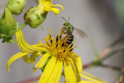 Agapostemon bee on whorled rosinweed.