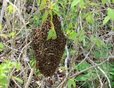 European honey bee swarm (Apis mellifera).