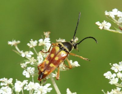 Banded longhorn (Typocerus velutinus) on Queen Anne’s lace.