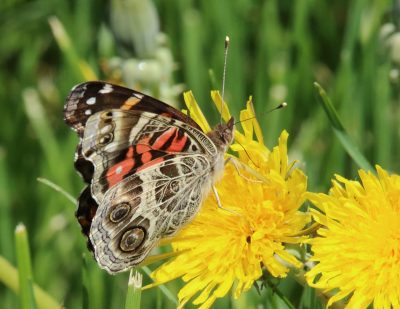 American lady butterfly (Vanessa virginiensis) on dandelion.