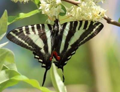 Zebra swallowtail (Eurytides Marcellus) on autumn olive.