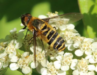Bee-fly Villa on yarrow.