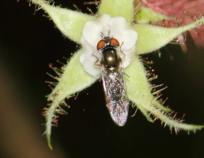 Eastern forest sedgesitter (Platycheirus obscurus) on wineberry.