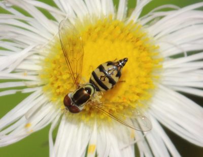 Eastern calligrapher (Toxomerus marginatus) on fleabane.