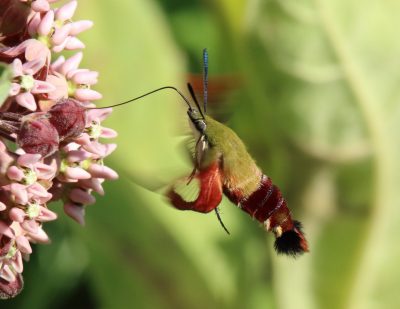 Hummingbird clearwing moth (Hemaris thysbe) on common milkweed.